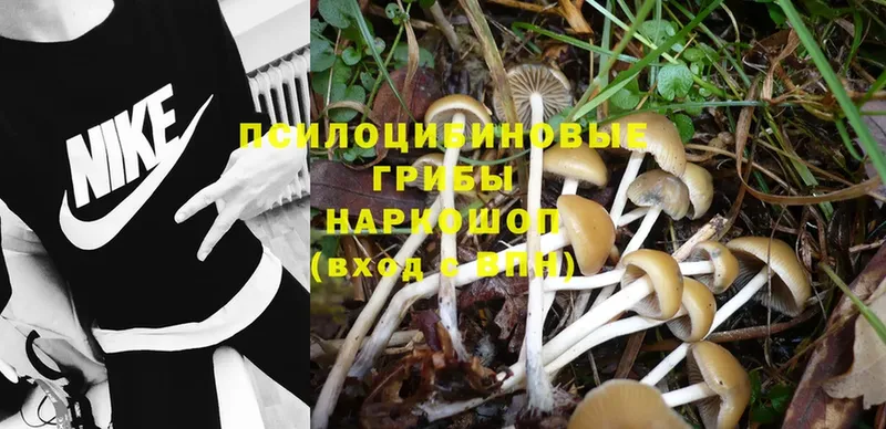 Галлюциногенные грибы Psilocybe  как найти закладки  Анапа 